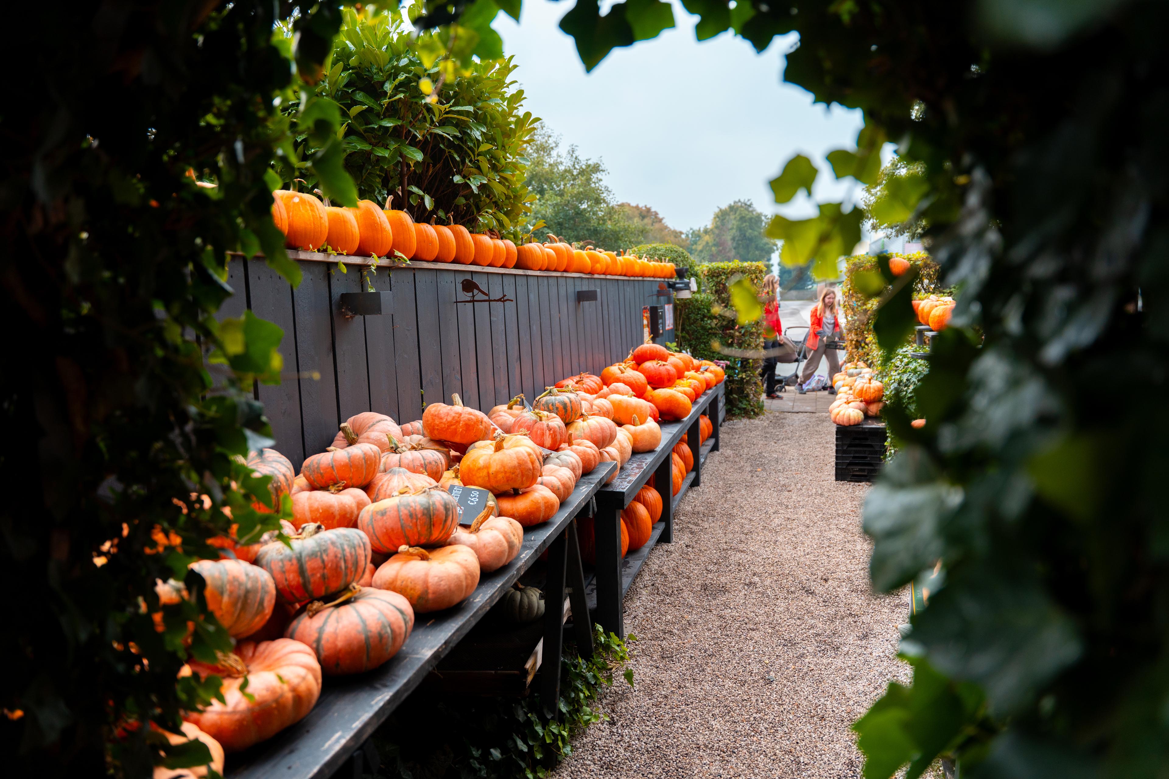 Pumpkins in the field